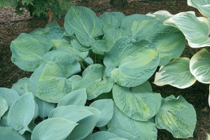 Golden Meadows, Hosta